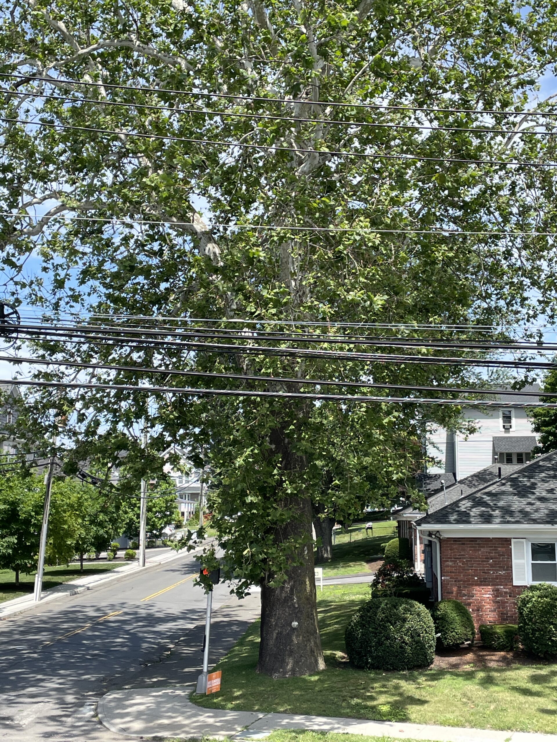 WestConn's witness tree